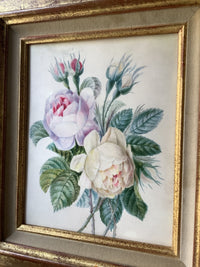 School of Redoute Botanical Watercolor on Vellum, White and Purple Roses, Early 19th Century French Original, Framed