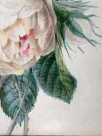 School of Redoute Botanical Watercolor on Vellum, White and Purple Roses, Early 19th Century French Original, Framed