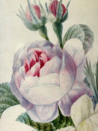 School of Redoute Botanical Watercolor on Vellum, White and Purple Roses, Early 19th Century French Original, Framed
