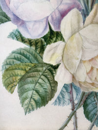 School of Redoute Botanical Watercolor on Vellum, White and Purple Roses, Early 19th Century French Original, Framed