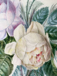 School of Redoute Botanical Watercolor on Vellum, White and Purple Roses, Early 19th Century French Original, Framed