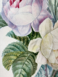School of Redoute Botanical Watercolor on Vellum, White and Purple Roses, Early 19th Century French Original, Framed