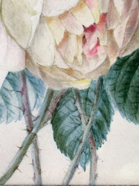 School of Redoute Botanical Watercolor on Vellum, White and Purple Roses, Early 19th Century French Original, Framed
