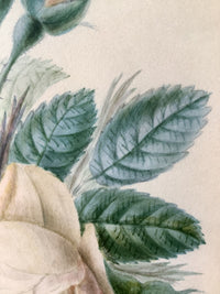 School of Redoute Botanical Watercolor on Vellum, White and Purple Roses, Early 19th Century French Original, Framed