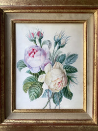 School of Redoute Botanical Watercolor on Vellum, White and Purple Roses, Early 19th Century French Original, Framed