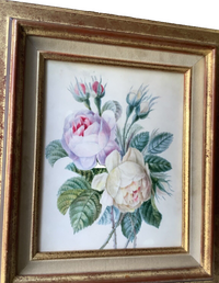 School of Redoute Botanical Watercolor on Vellum, White and Purple Roses, Early 19th Century French Original, Framed