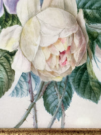 School of Redoute Botanical Watercolor on Vellum, White and Purple Roses, Early 19th Century French Original, Framed