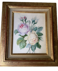 School of Redoute Botanical Watercolor on Vellum, White and Purple Roses, Early 19th Century French Original, Framed