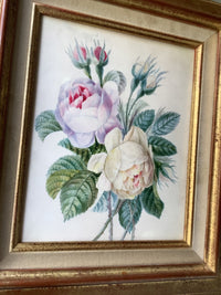 School of Redoute Botanical Watercolor on Vellum, White and Purple Roses, Early 19th Century French Original, Framed