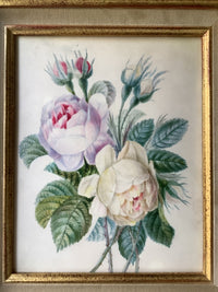 School of Redoute Botanical Watercolor on Vellum, White and Purple Roses, Early 19th Century French Original, Framed