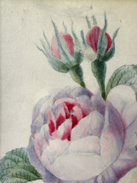 School of Redoute Botanical Watercolor on Vellum, White and Purple Roses, Early 19th Century French Original, Framed