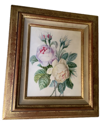 School of Redoute Botanical Watercolor on Vellum, White and Purple Roses, Early 19th Century French Original, Framed