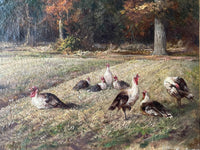 The right hand group of turkeys, some standing and some settled in the warm stubble, with the shaded edge of the wood behind